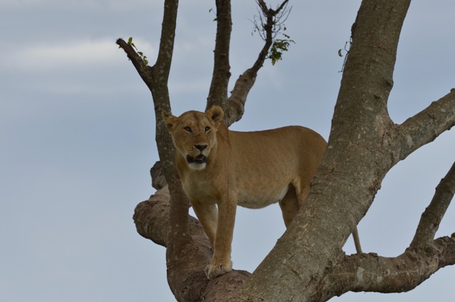 Lioness on Tree