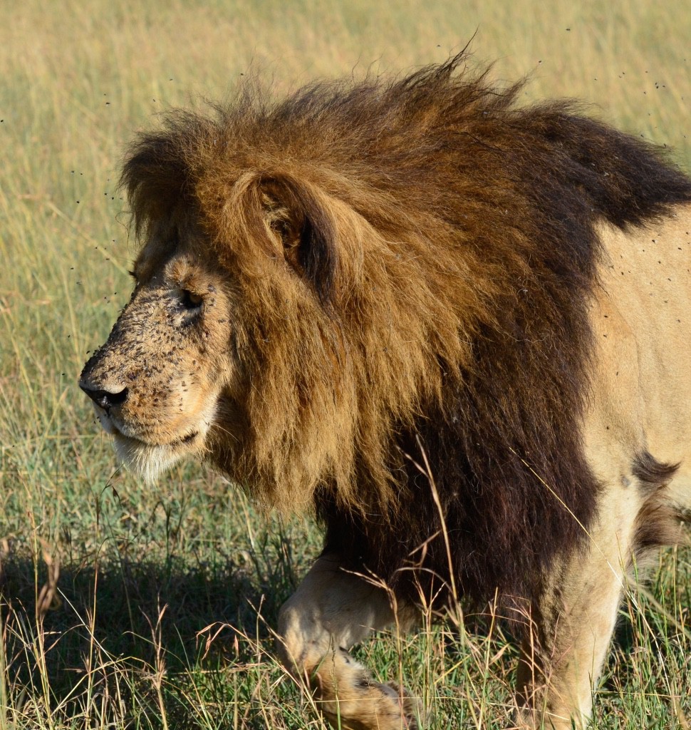 Tangulia-Mara-Lions-14