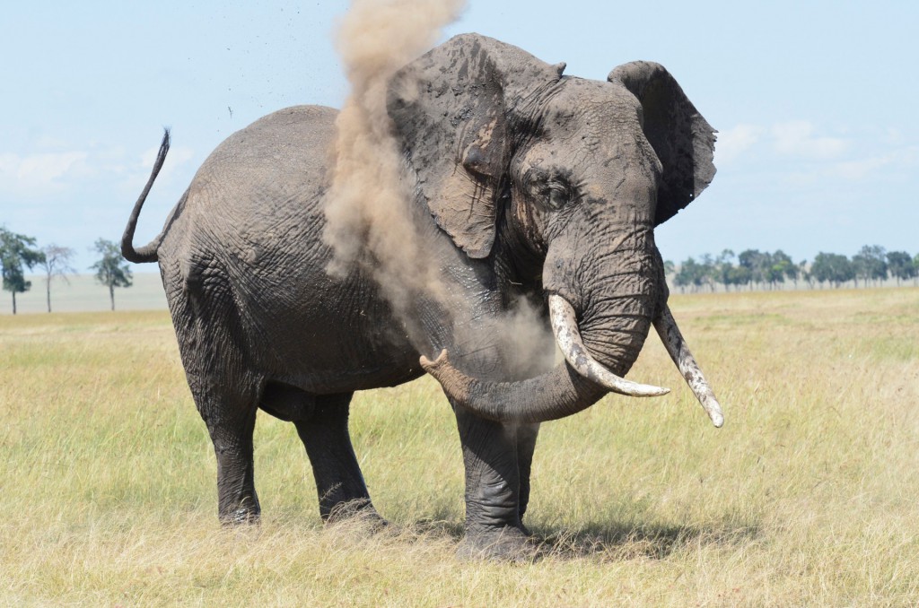 Tangulia-Mara-Elephants-6-1920x1272